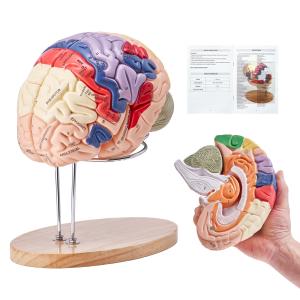 Image VEVOR LDX-V4 - Modèle Anatomique Cerveau Humain en 4 Parties - PVC avec Support de présentation