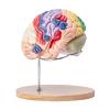 Image VEVOR LDX-V4 - Modèle Anatomique Cerveau Humain en 4 Parties - PVC avec Support de présentation