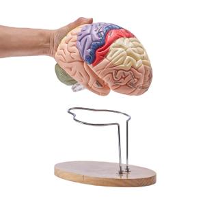 Image VEVOR LDX-V4 - Modèle Anatomique Cerveau Humain en 4 Parties - PVC avec Support de présentation