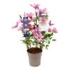 Image Plante grimpante Clematis Evision pot 3L à 19,99€