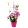 Image Plante grimpante Clematis Evision pot 3L à 19,99€
