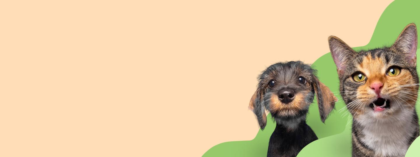 Image Une animalerie en ligne pour les achats du quotidien